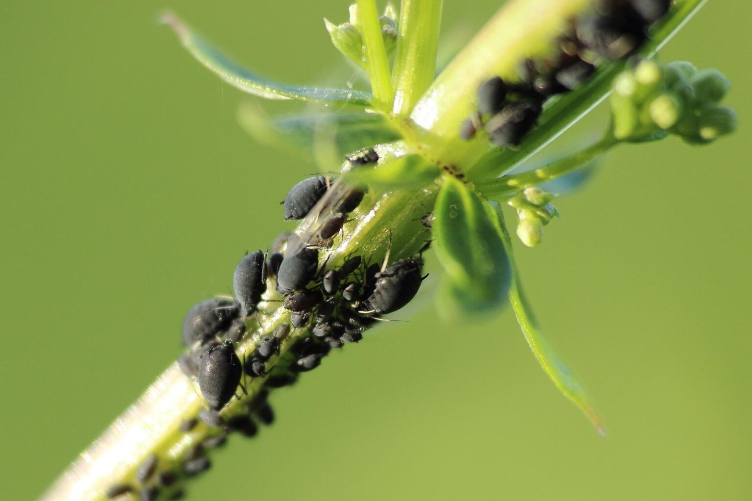 Apids Insects Insects – Aphids